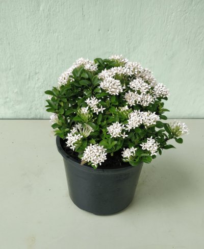 Wholesale Pot Plant Supplier Kolkata | Green Guru Dinesh Rawat